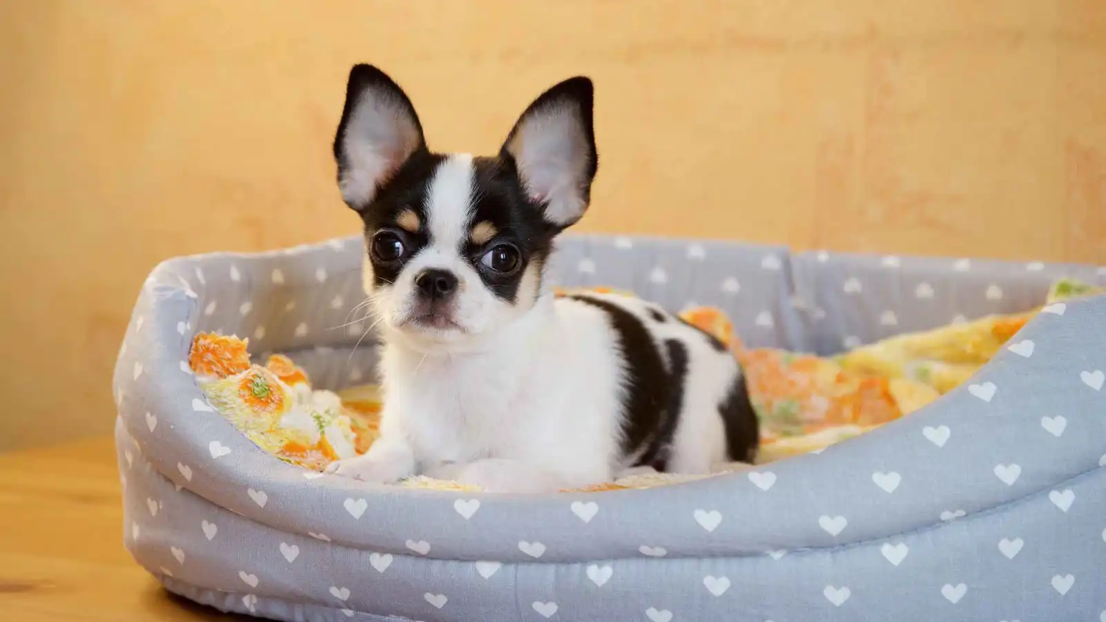 كلب يتنبأ بإصابة مالكه بنوبة قلبية وينجح في إنقاذه