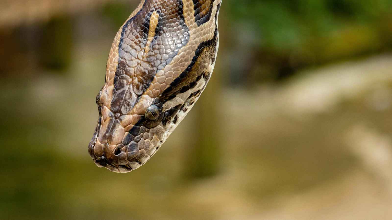 ثعبان ضخم يحاول اصطياد طائر أليف في قفصه.. وهذا ما حصل (فيديو)