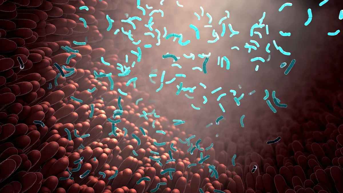 دراسة تكشف عن بكتيريا "معوية" تمتص المواد السامة