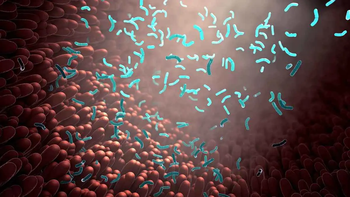 دراسة تكشف عن بكتيريا "معوية" تمتص المواد السامة