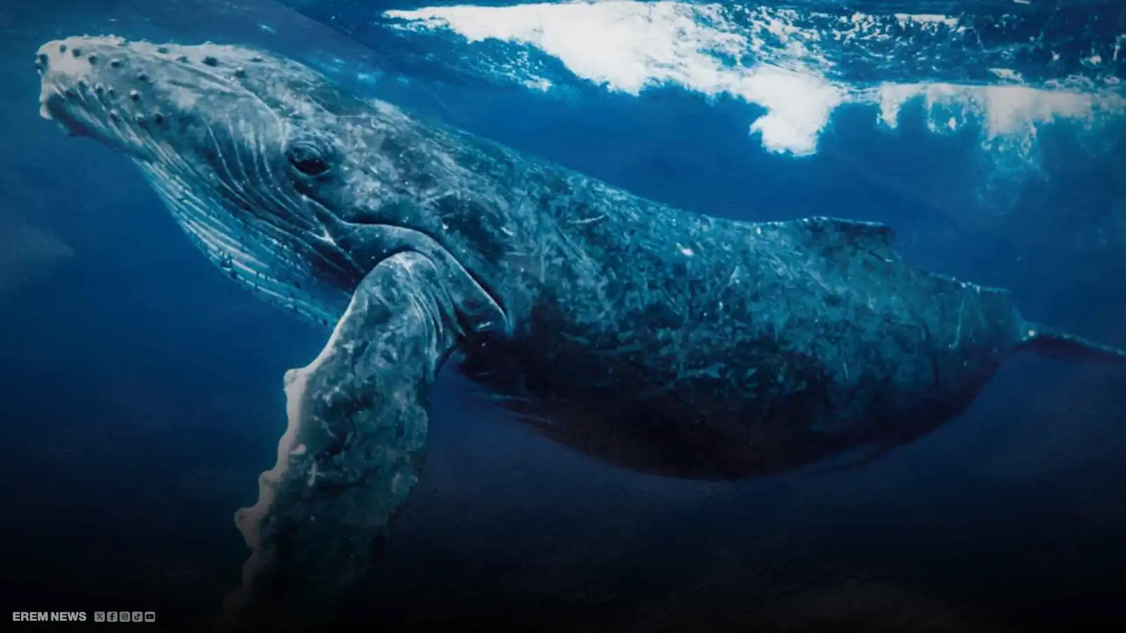 من المحيط إلى المختبر.. فيروسات طبيعية تغيّر نظرتنا للمرض (فيديو إرم)