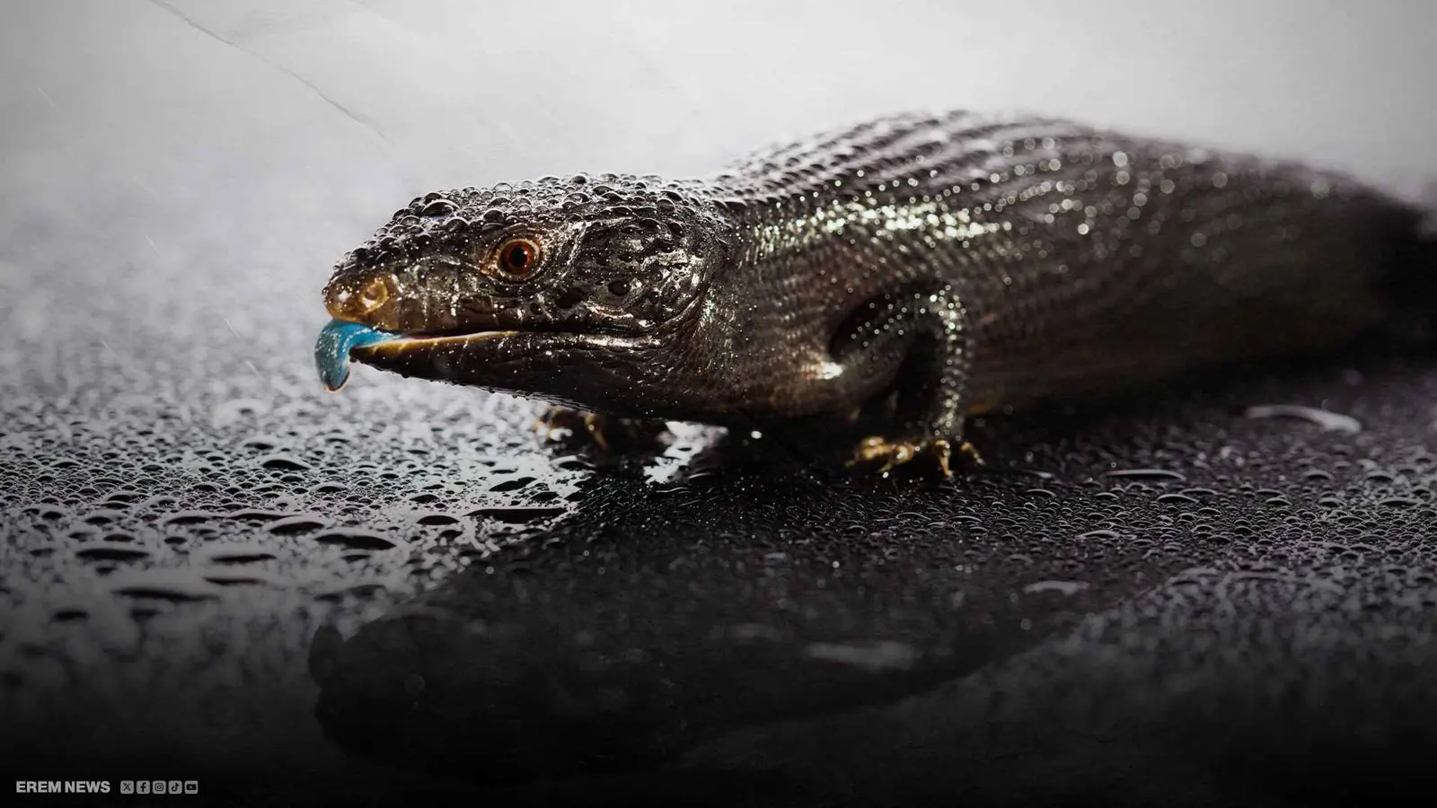 لعاب السحالي يكشف أورام البنكرياس