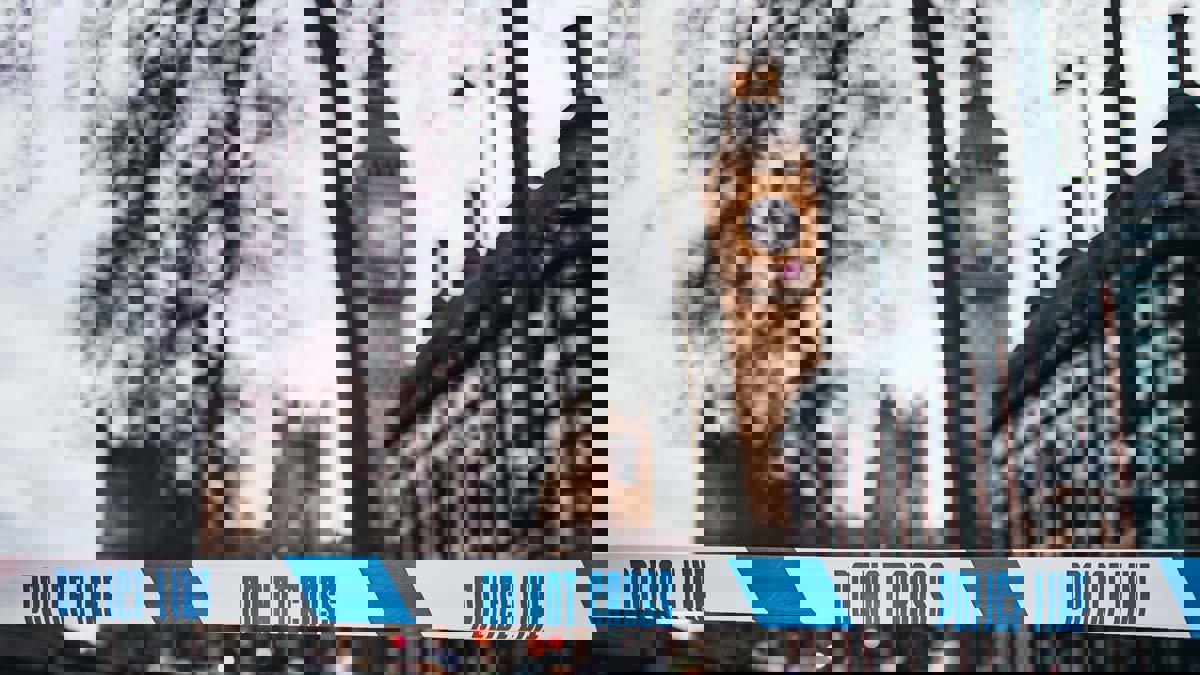 طعن شخص قرب مكاتب الحكومة البريطانية في لندن