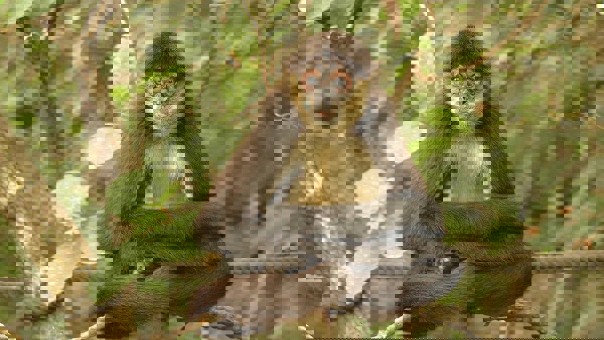 قرد يهاجم رجلا بعد اعتدائه على مجموعته