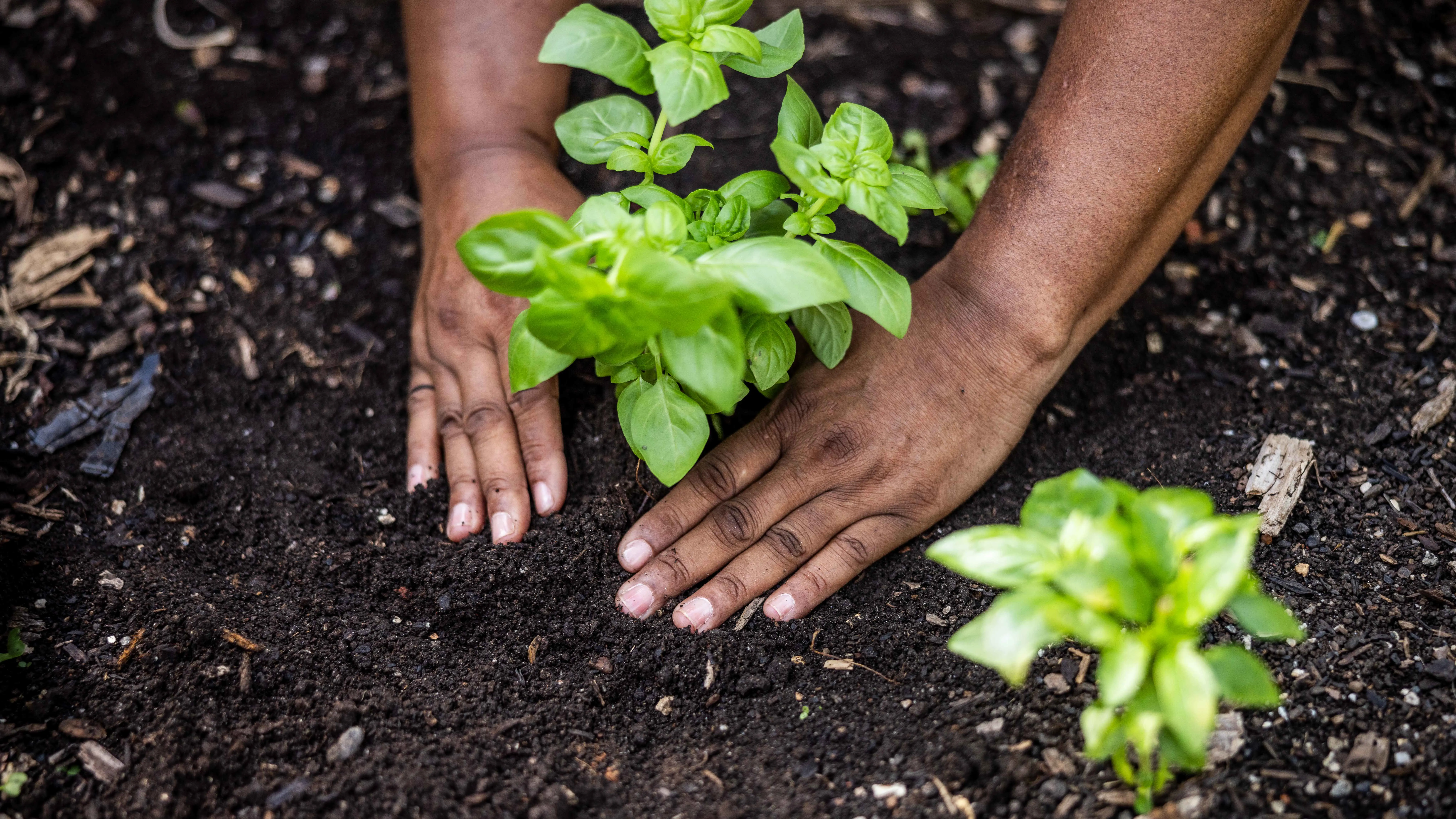 إعادة تسمية 200 نوع من النباتات بسبب "الإهانات العنصرية"