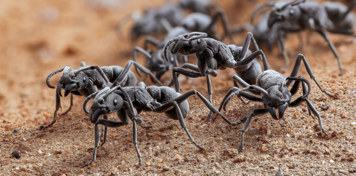 بالفيديو.. جيش المليون نملة يشن هجومًا صاعقًا على عش الدبابير