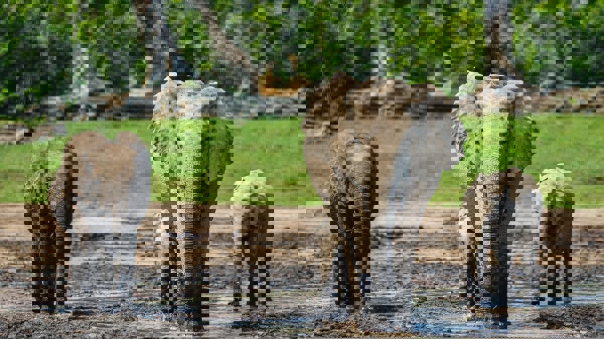 أذكى 10 حيوانات في العالم