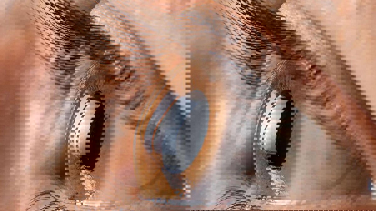 دراسة صادمة..  فيتامين "B3" يمكن أن يؤدي لفقدان البصر
