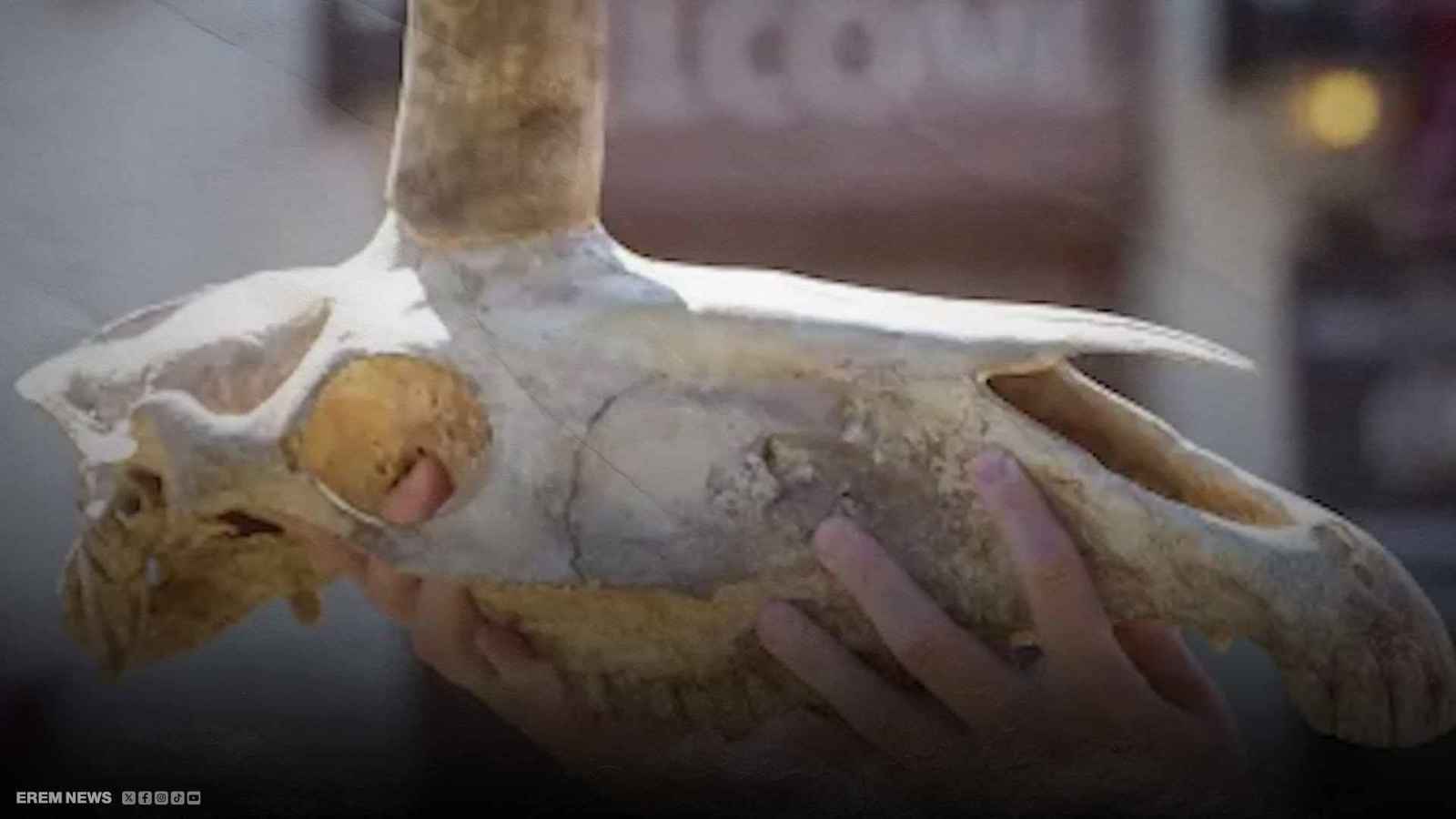 جمجمة غامضة