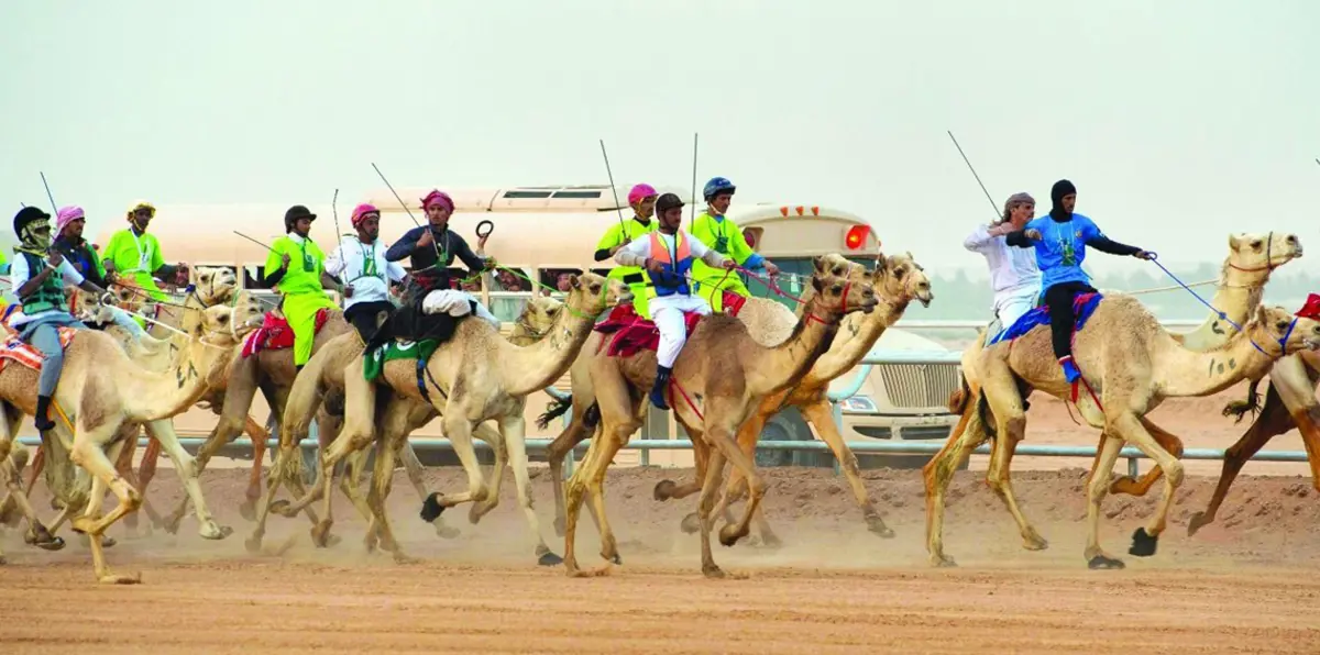 مع انطلاق مهرجان الجنادرية.. السعودية تستلهم تراث الإبل والخيول لترسيخ الهوية الوطنية
