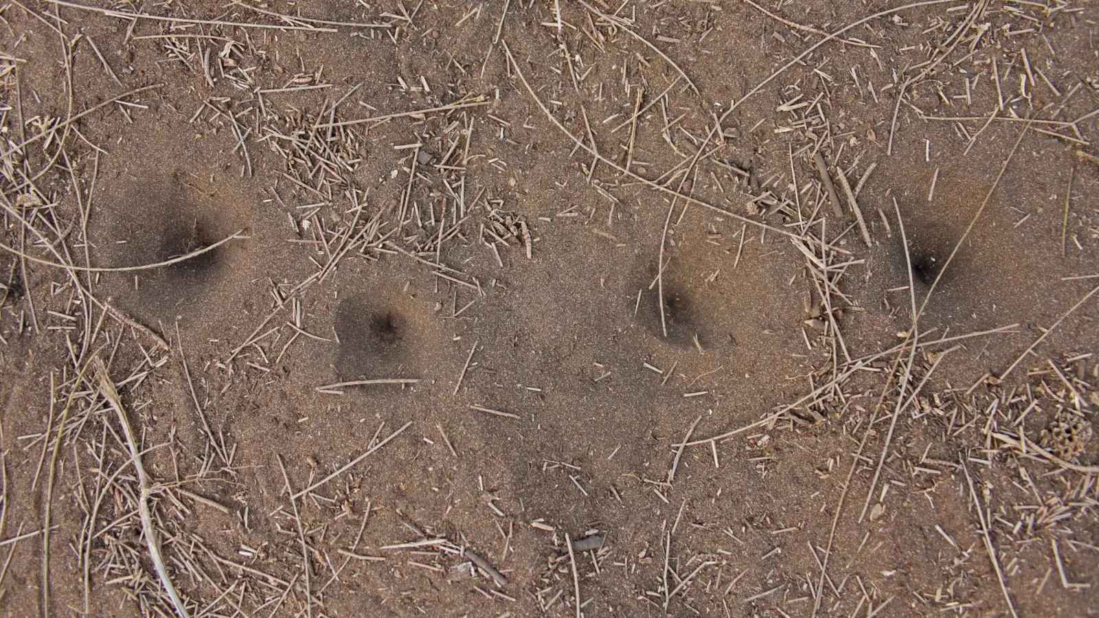 خبير يعلق على "خروج الغازات" من الأرض في شمال السودان