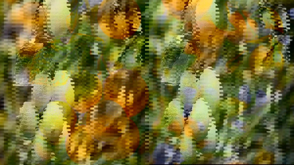 "التنين الأصفر" يهدد حمضيات دول البحر الأبيض المتوسط