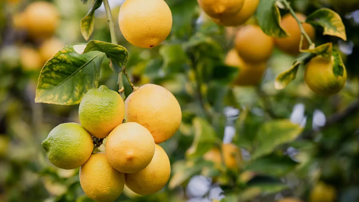 "التنين الأصفر" يهدد حمضيات دول البحر الأبيض المتوسط