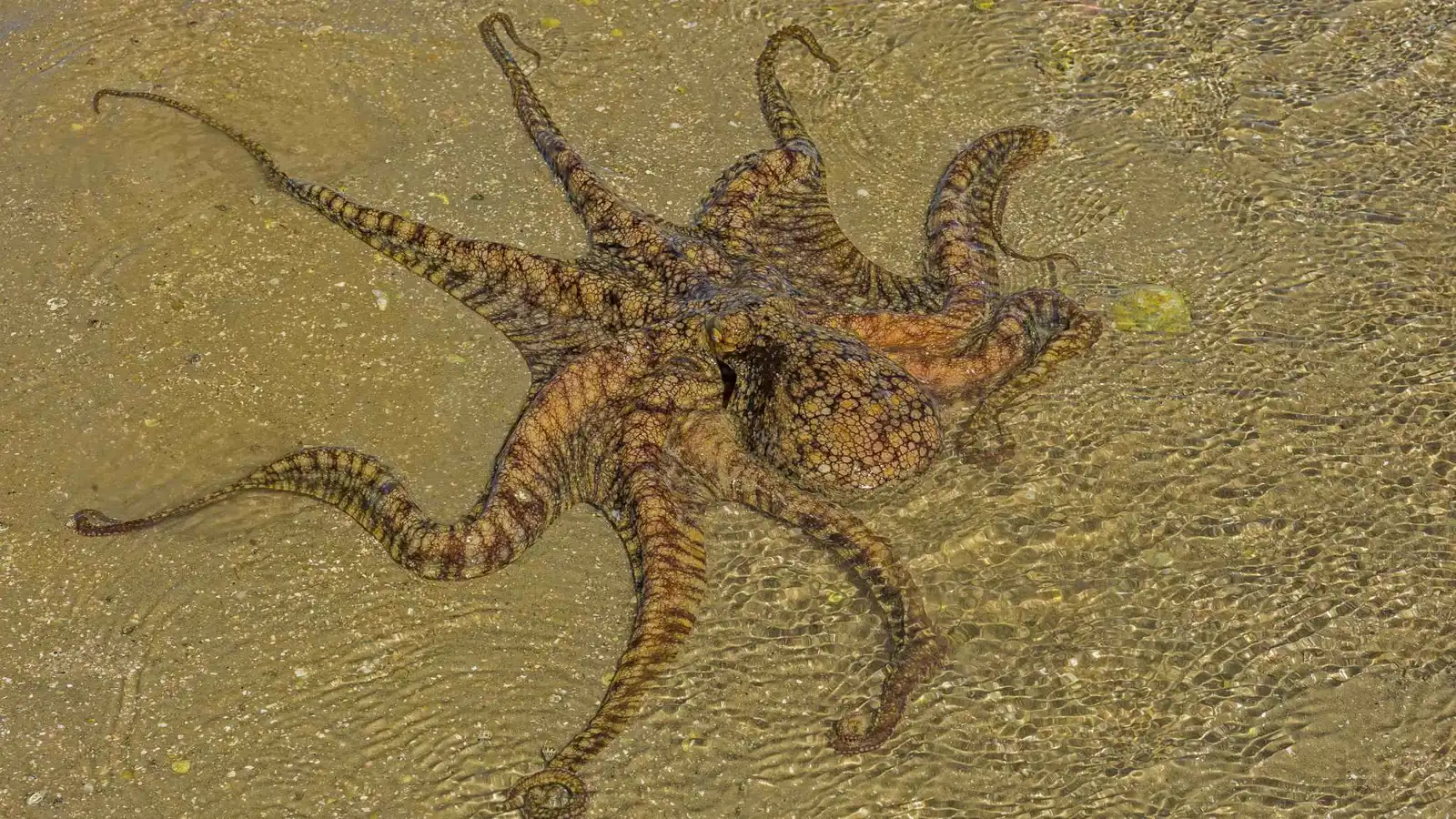 "ذراع جنسية".. اكتشاف مذهل حول طريقة تزاوج الأخطبوط في الظلام