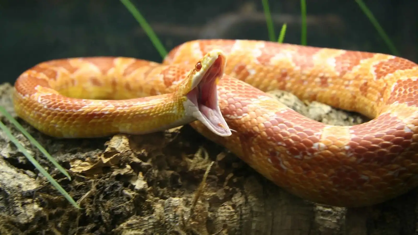 أفعى تتثاءب