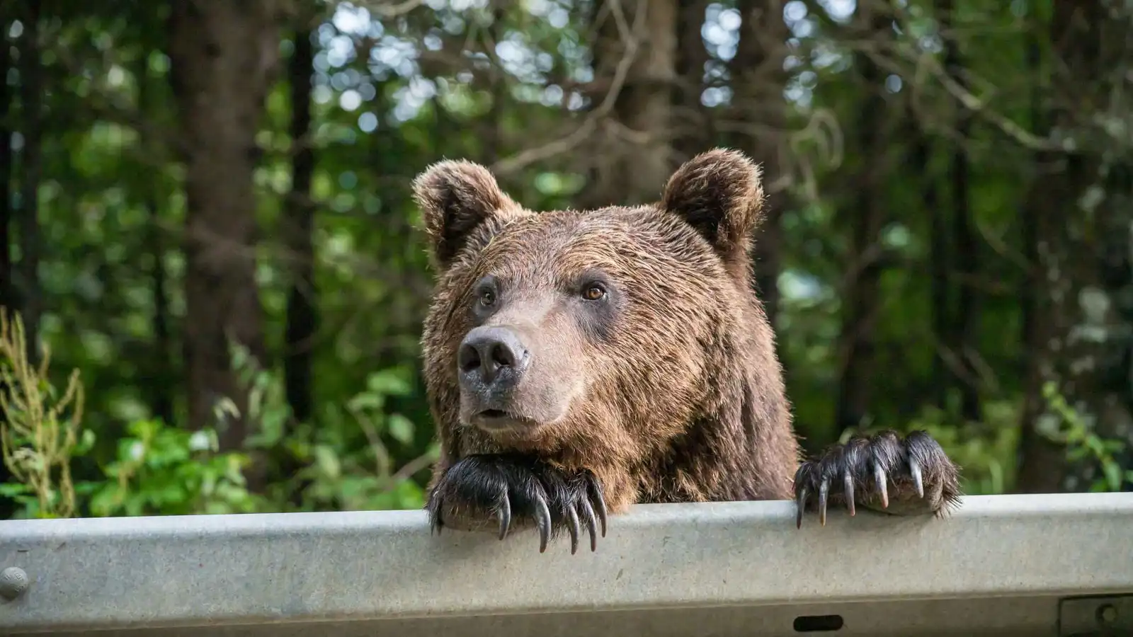 رجل يعيش في الرعب بعد استقرار دب بمنزله (صور)