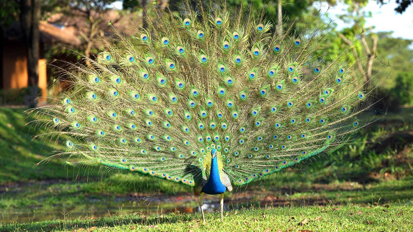 اعتقال رجل ذبح وأكل طاووسين انتقاما من جارته