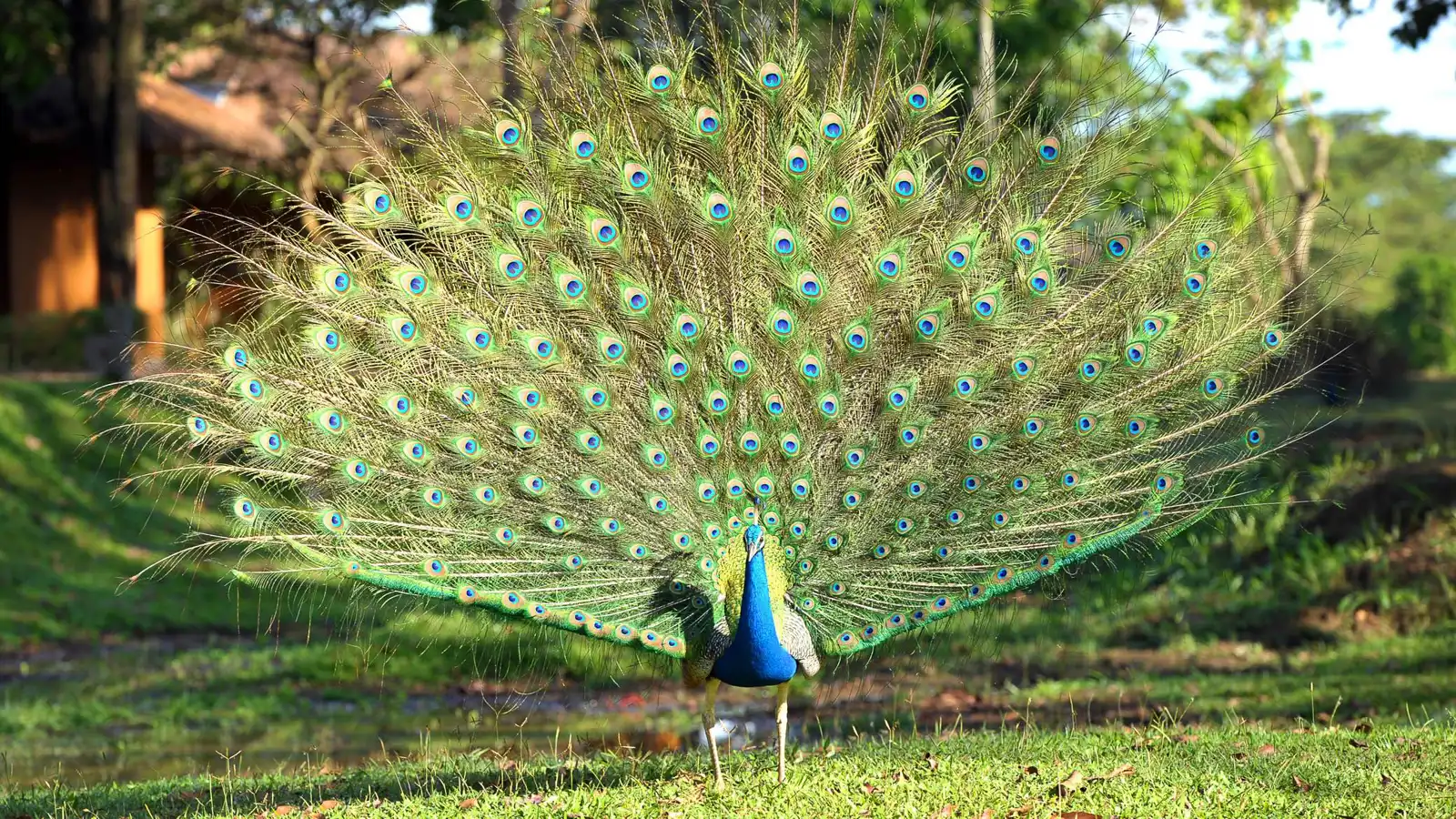 اعتقال رجل ذبح وأكل طاووسين انتقاما من جارته