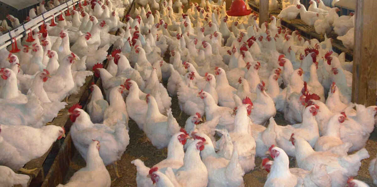 إيران: سنبدأ قريبًا تصدير الدجاج إلى قطر