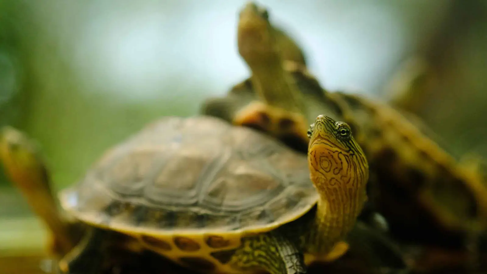 المكسيك.. إحباط محاولة تهريب آلاف السلاحف الصغيرة