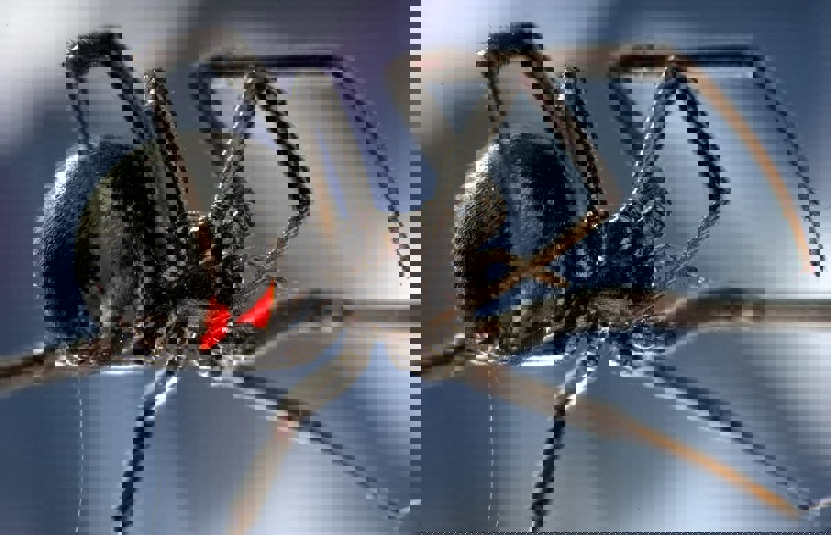 تحذيرات من عناكب قاتلة قد تغزو ولايات أمريكية