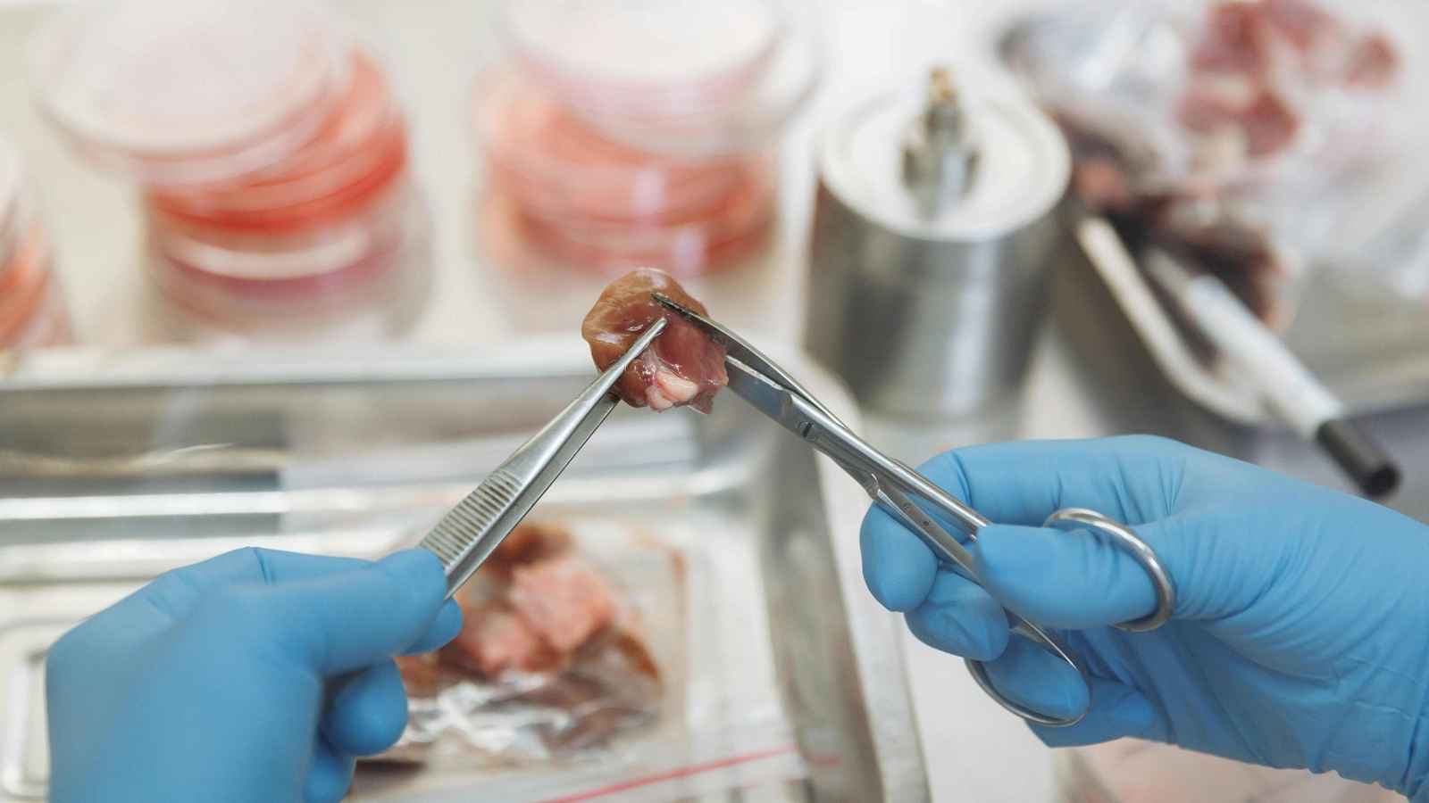 من المختبر إلى المائدة.. لحم الدجاج المزروع أصبح أقرب إلى الواقع