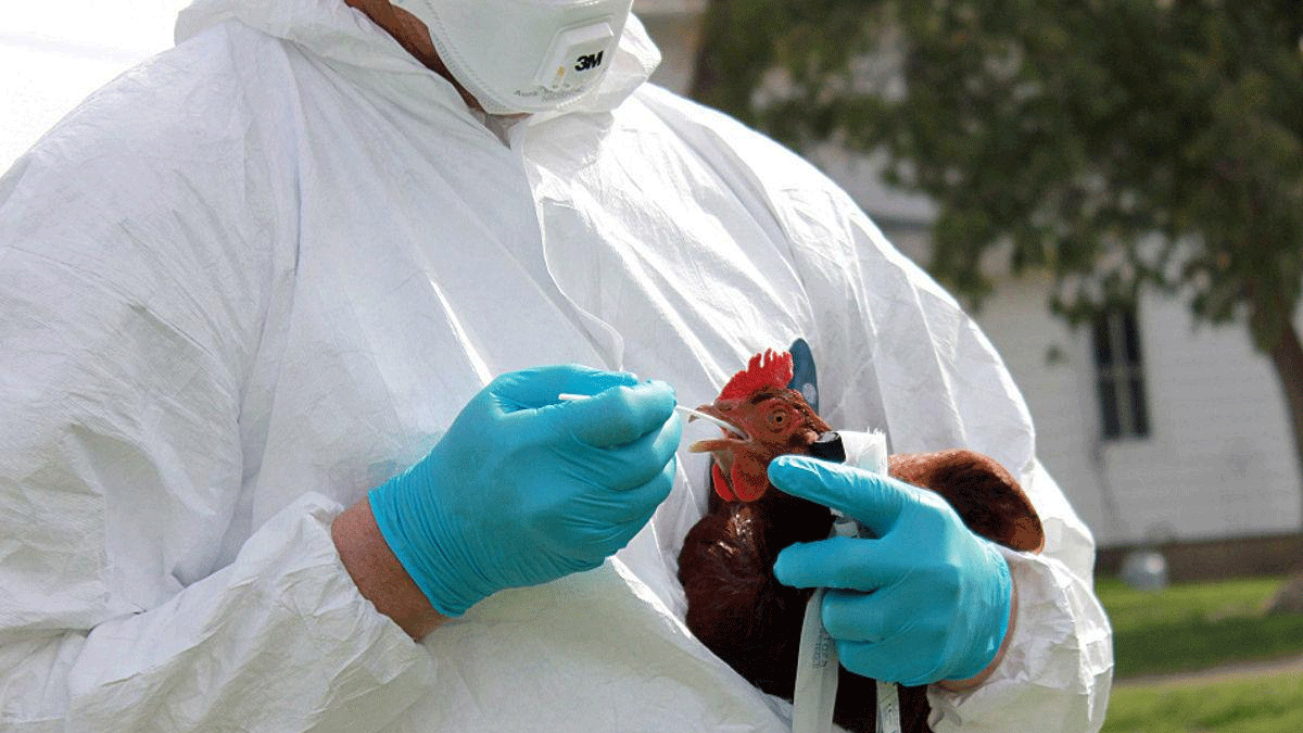 روسيا تعلن رصد أول إصابة بشرية بإنفلونزا الطيور "إتش 5 إن 8"‎