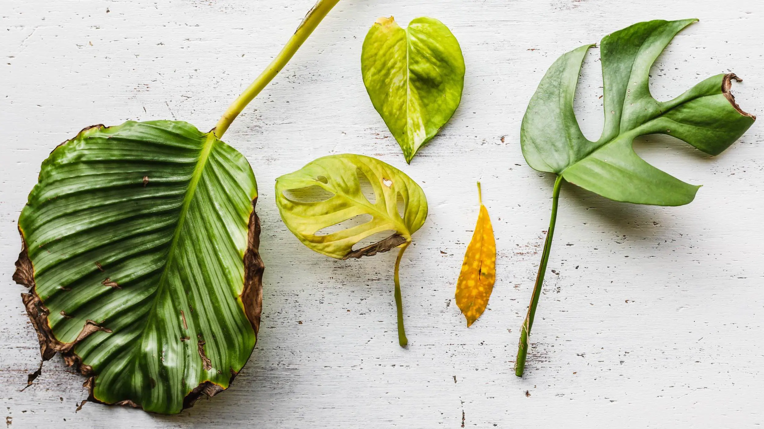 5 علامات تكشف عن إجهاد النباتات في منزلك