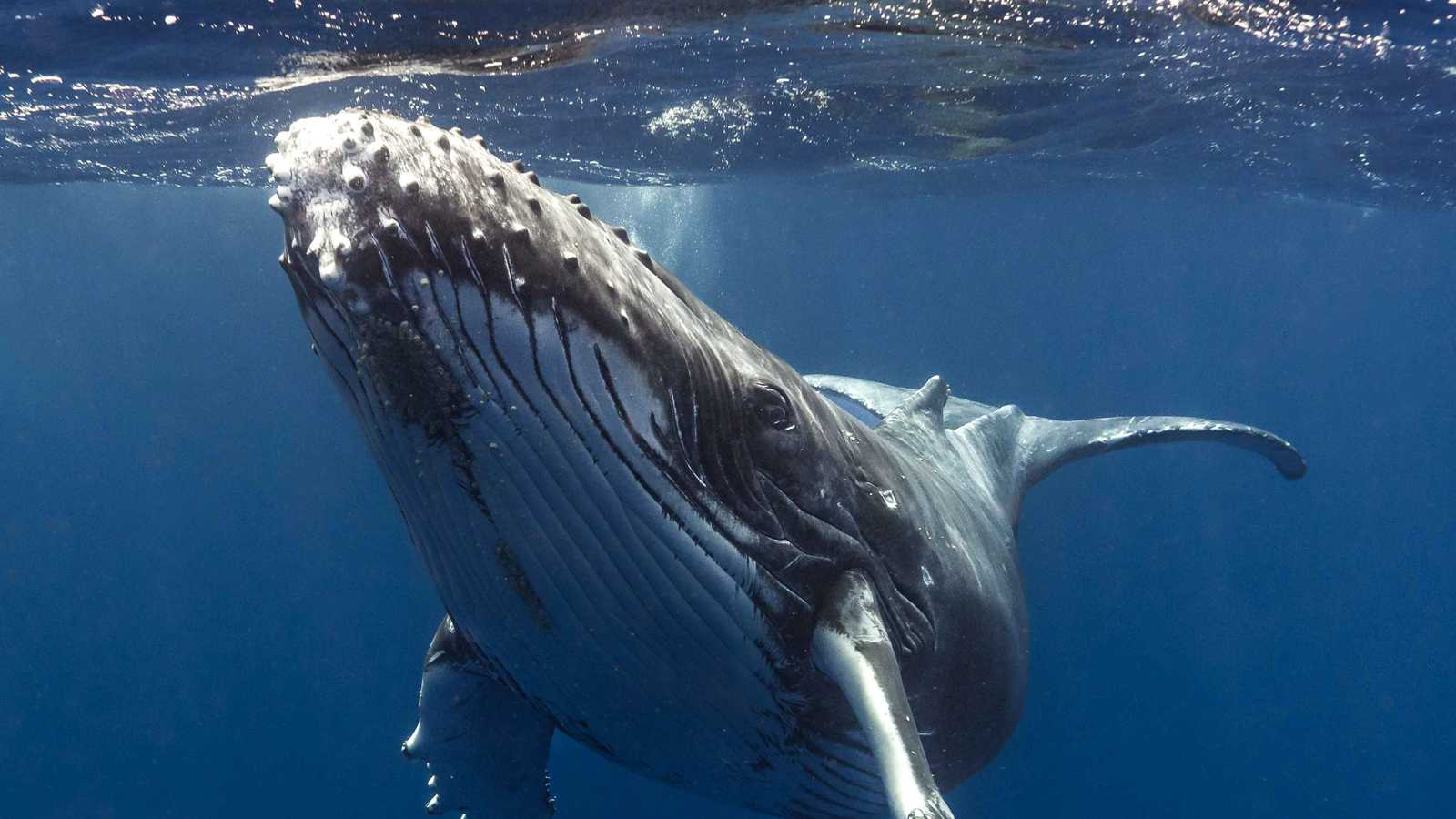 دراسة تكشف قدرة مفاجئة للحيتان على سماع الأصوات