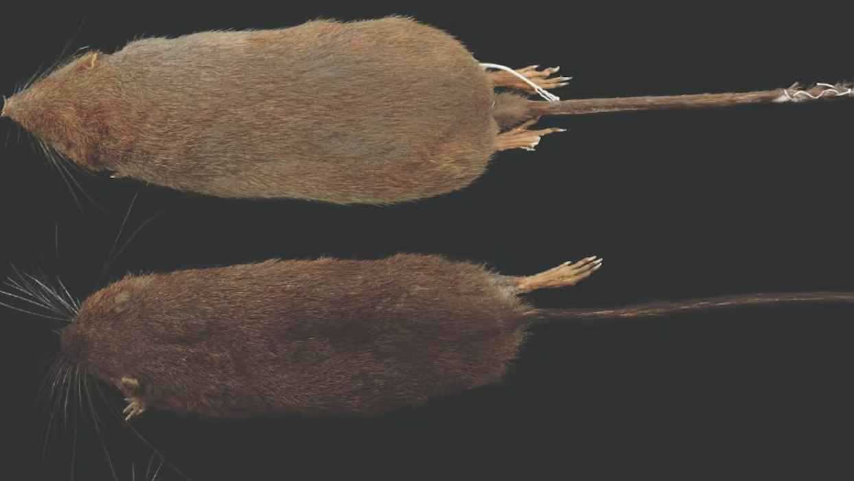 اكتشاف نوع جديد من القوارض في غابات بيرو