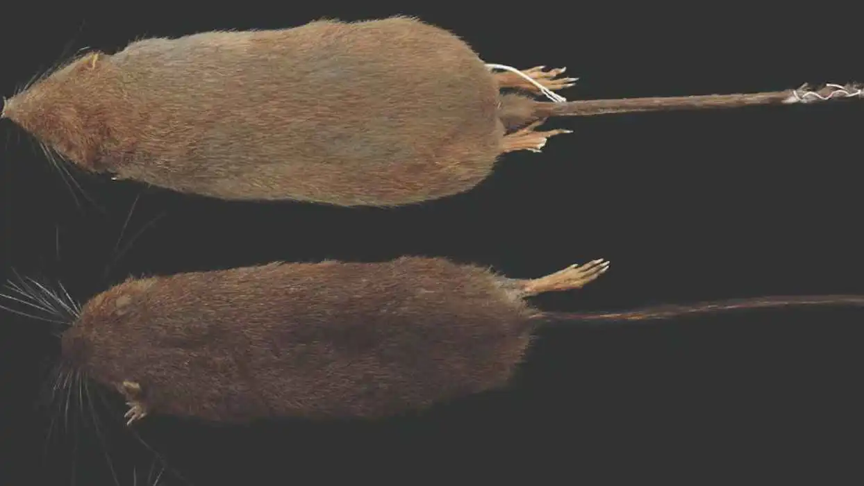 اكتشاف نوع جديد من القوارض في غابات بيرو