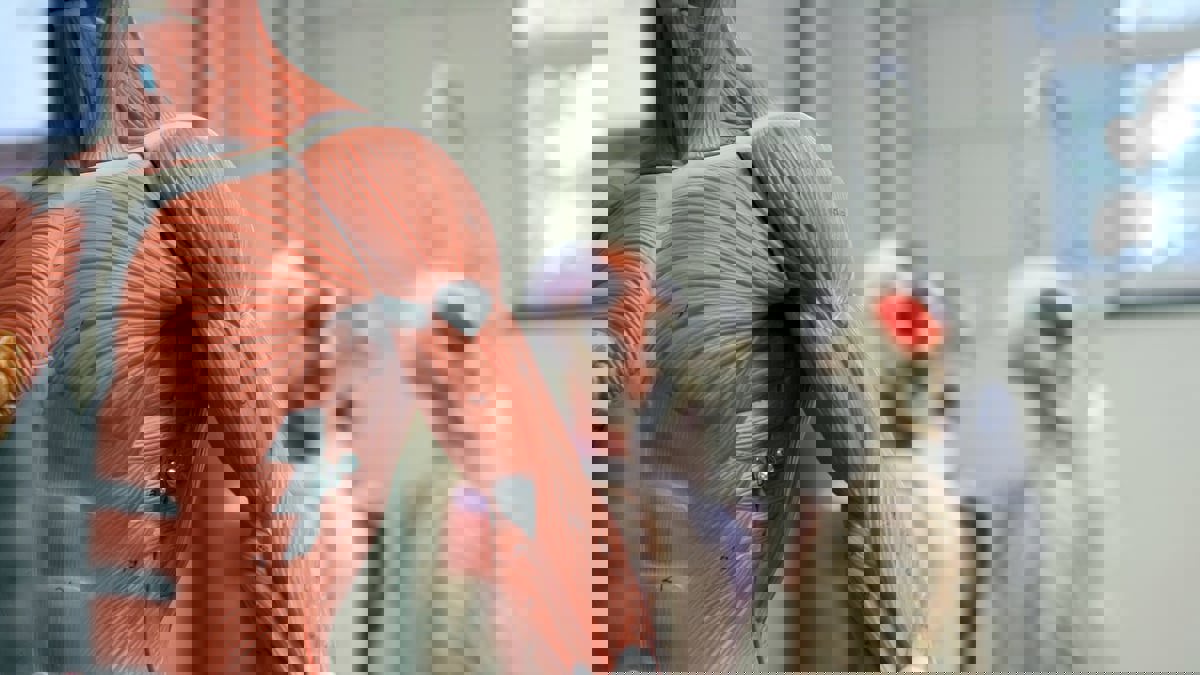 باحثون يطورون تقنية لصناعة الأنسجة البشرية