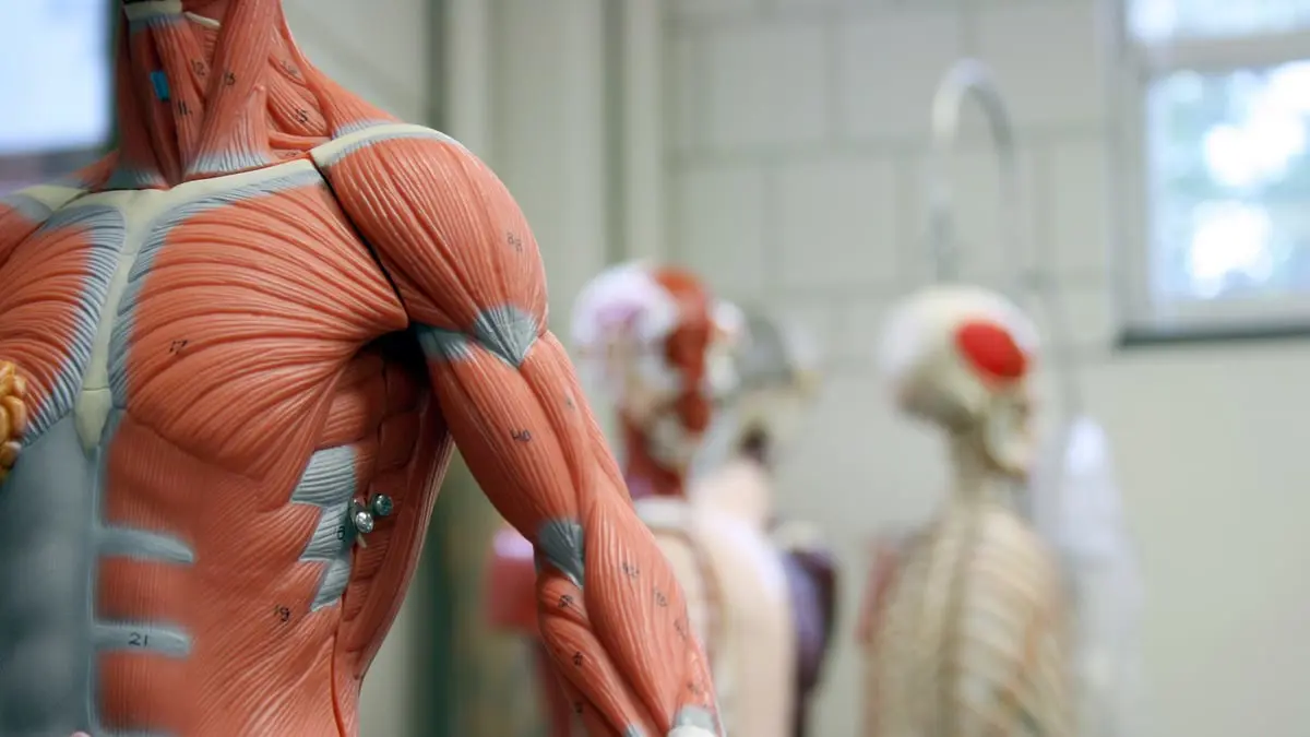 باحثون يطورون تقنية لصناعة الأنسجة البشرية