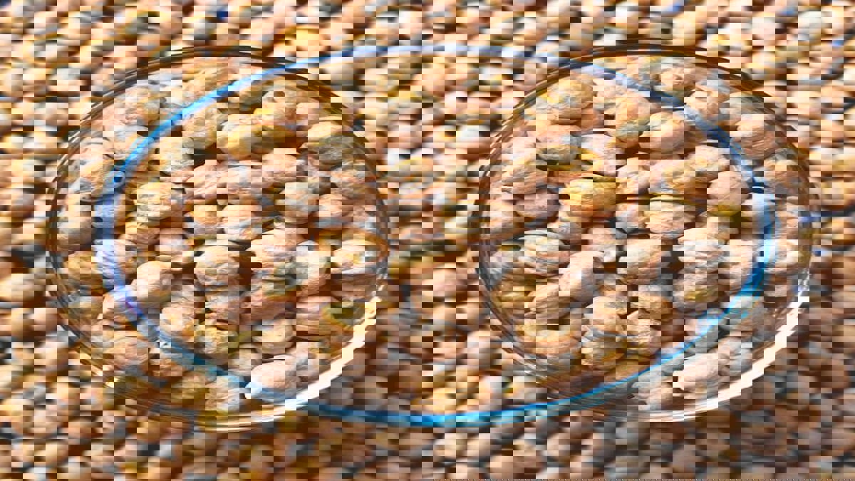 أطعمة تحتوي على كربوهيدرات صحية يجب أن تدرجها في نظامك الغذائي