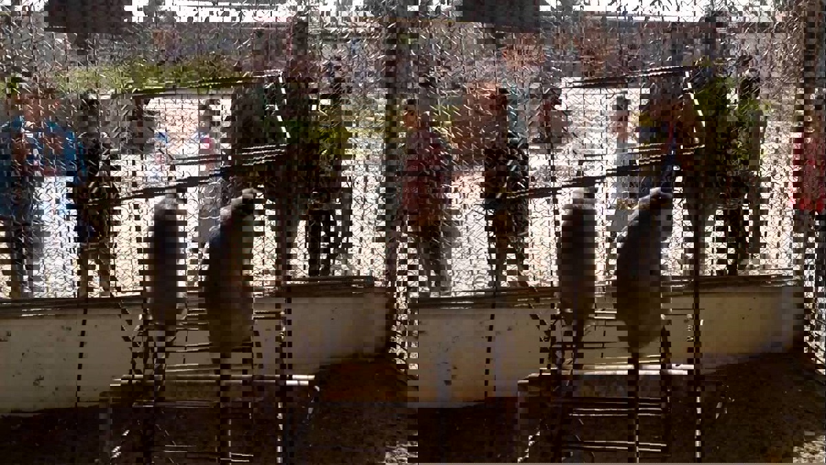 ترحيل "حيوانات برية" من غزة إلى الأردن