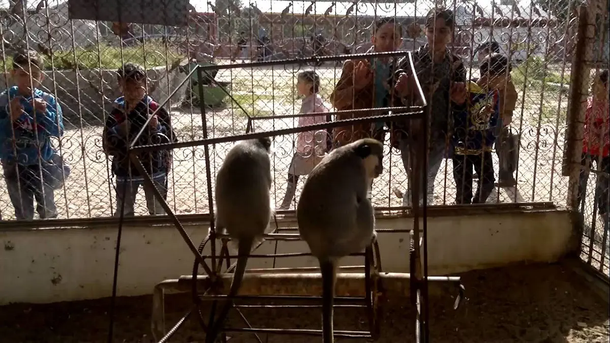 ترحيل "حيوانات برية" من غزة إلى الأردن