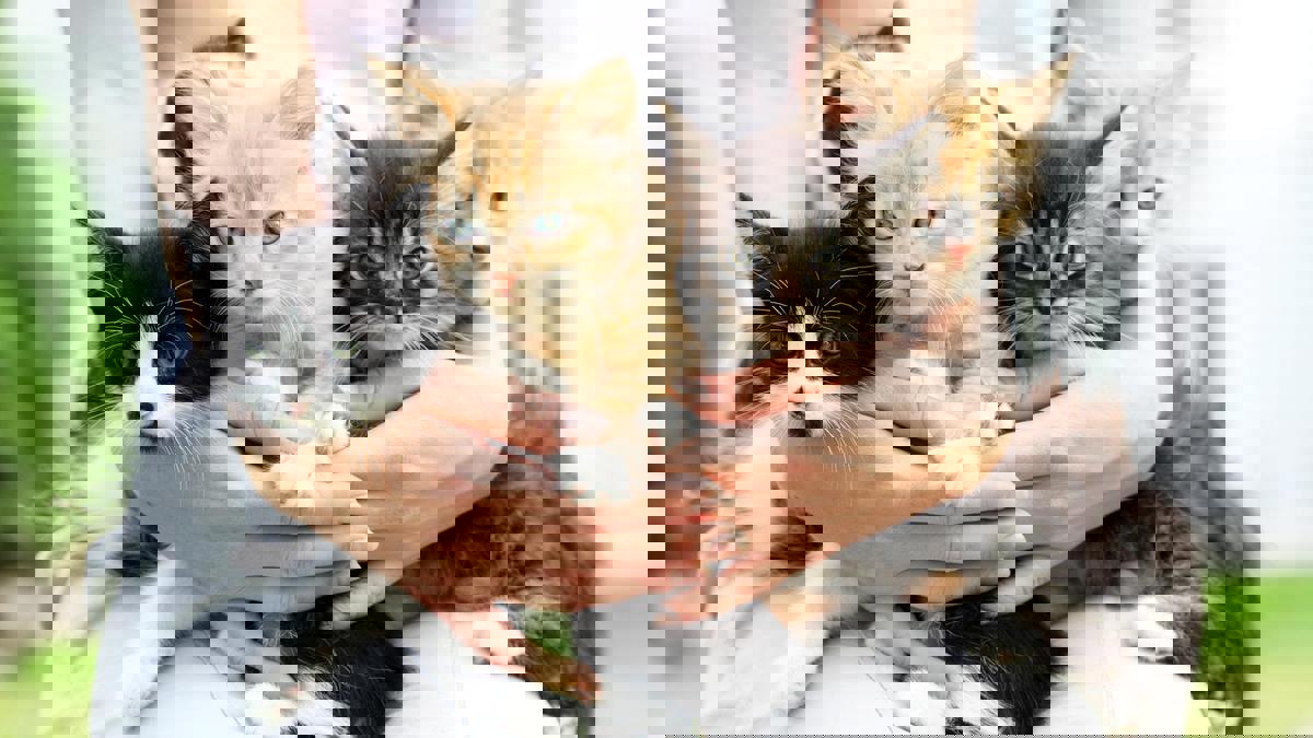 قط "أحول" يحصد المال ويحظى باهتمام واسع عبر مواقع التواصل (صور)