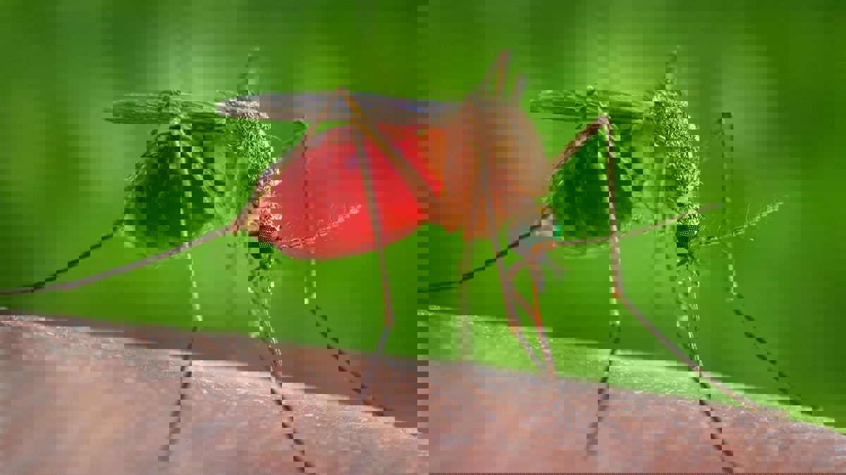 حمى "غرب النيل" تضرب تل أبيب