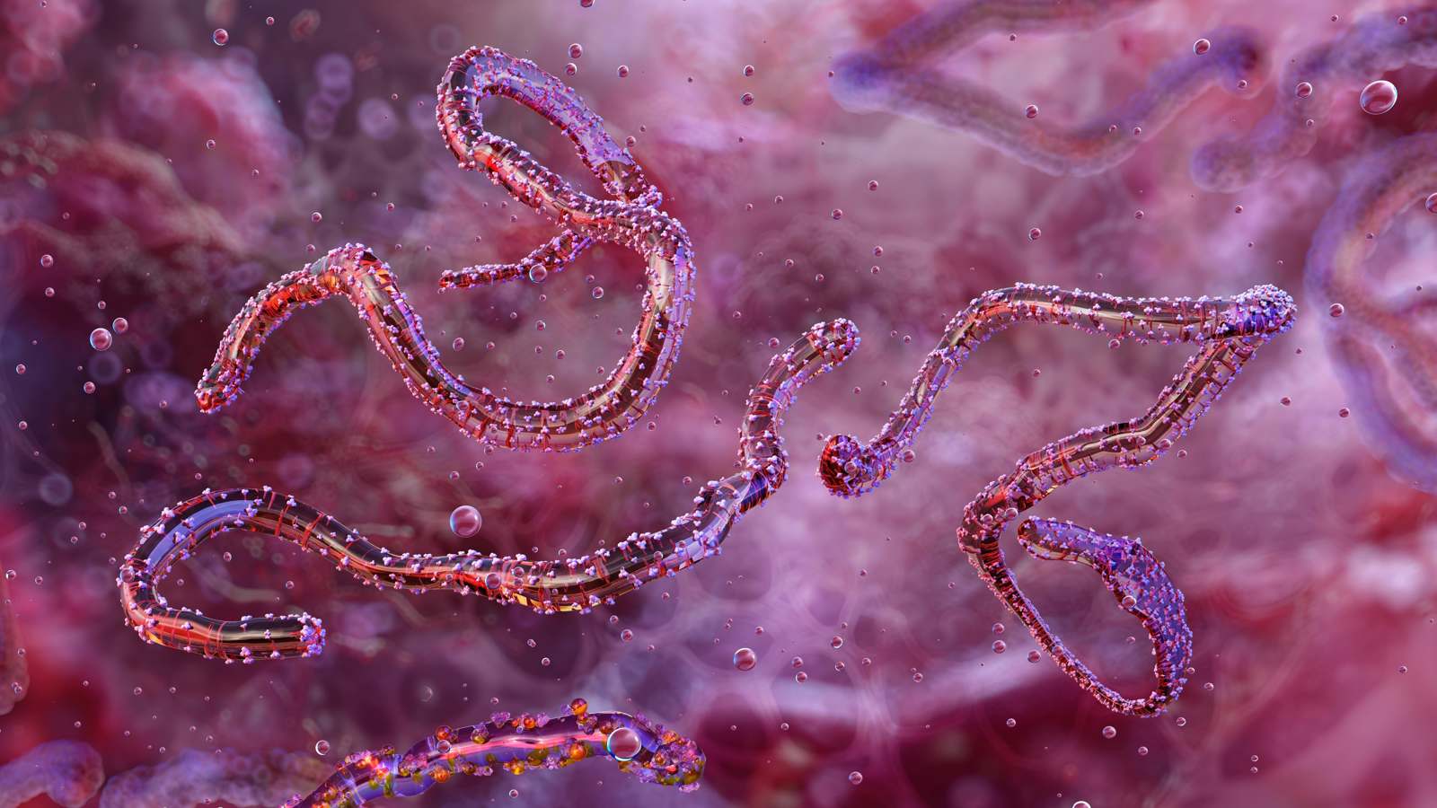 رواندا تعلن انتهاء تفشي فيروس "ماربورغ" المميت