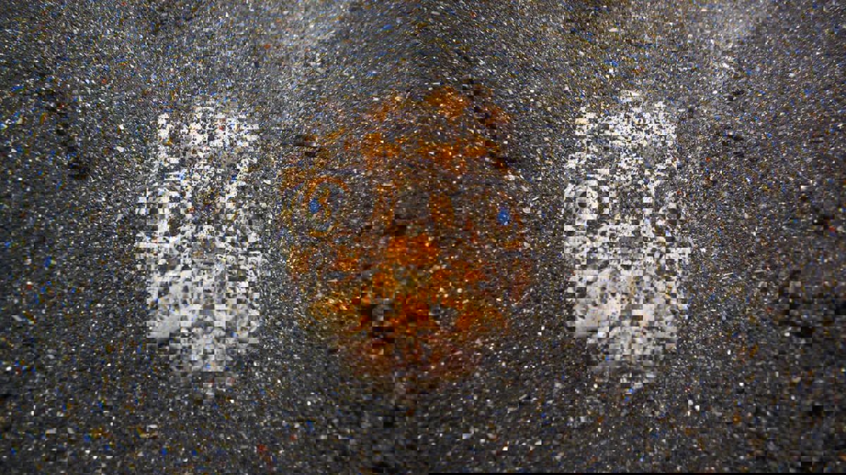 سمكة "مخيفة" تحصد ملايين المشاهدات على منصات التواصل (فيديو)