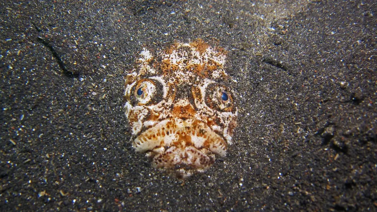 سمكة "مخيفة" تحصد ملايين المشاهدات على منصات التواصل (فيديو)