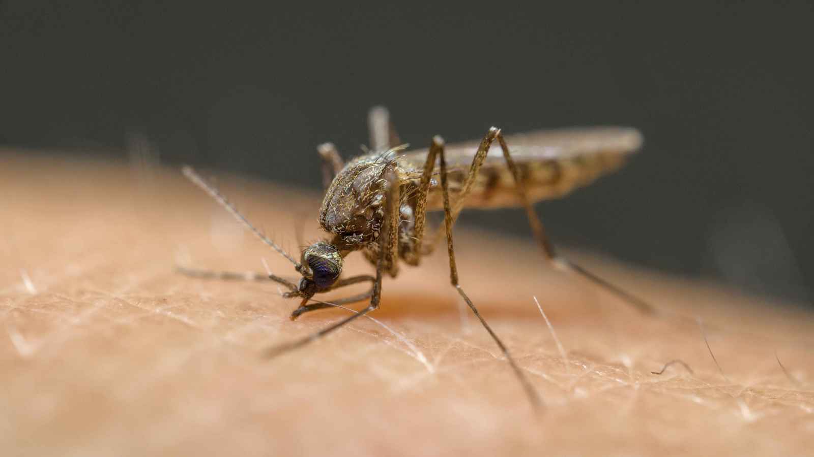 "نجاح تاريخي".. مصر تحصل على شهادة خلو من الملاريا