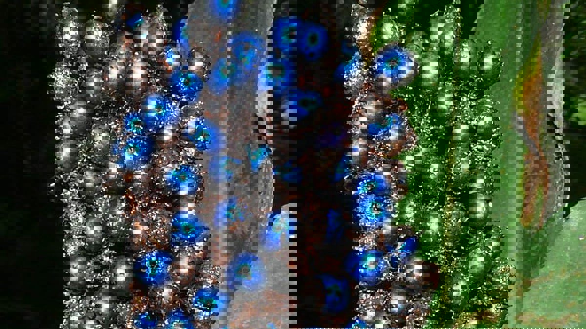 تعرف على الفاكهة الأكثر فخامة ولمعانًا على وجه الأرض‎‎