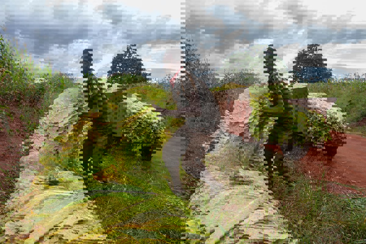 بعد حرب غزة.. مالاوي ترسل مزارعين لإسرائيل لتعويض نقص العمال