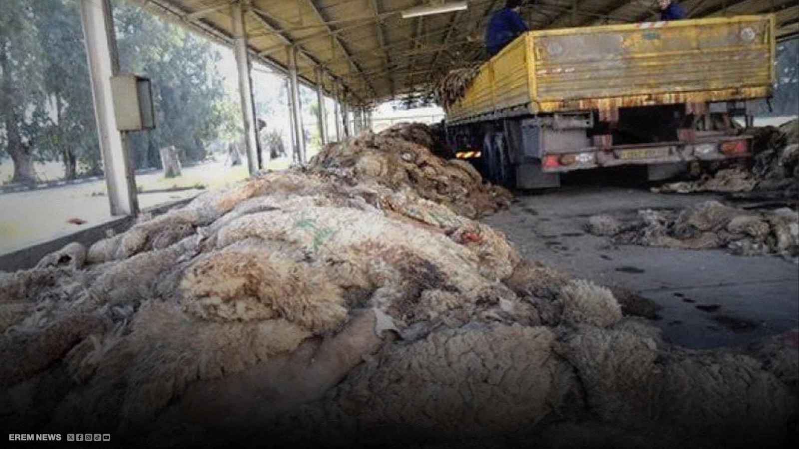 جلود الأضاحي