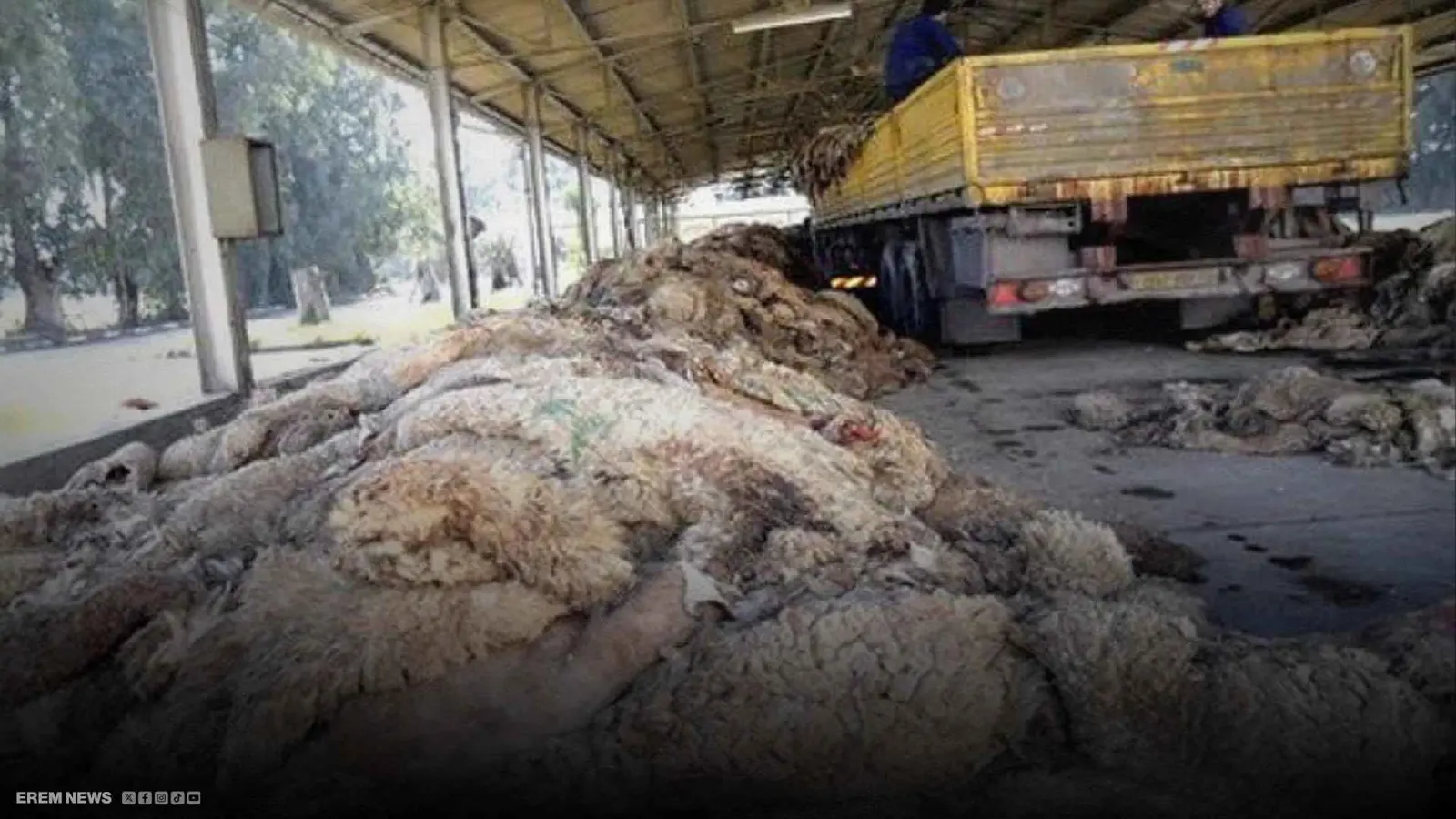 جلود الأضاحي