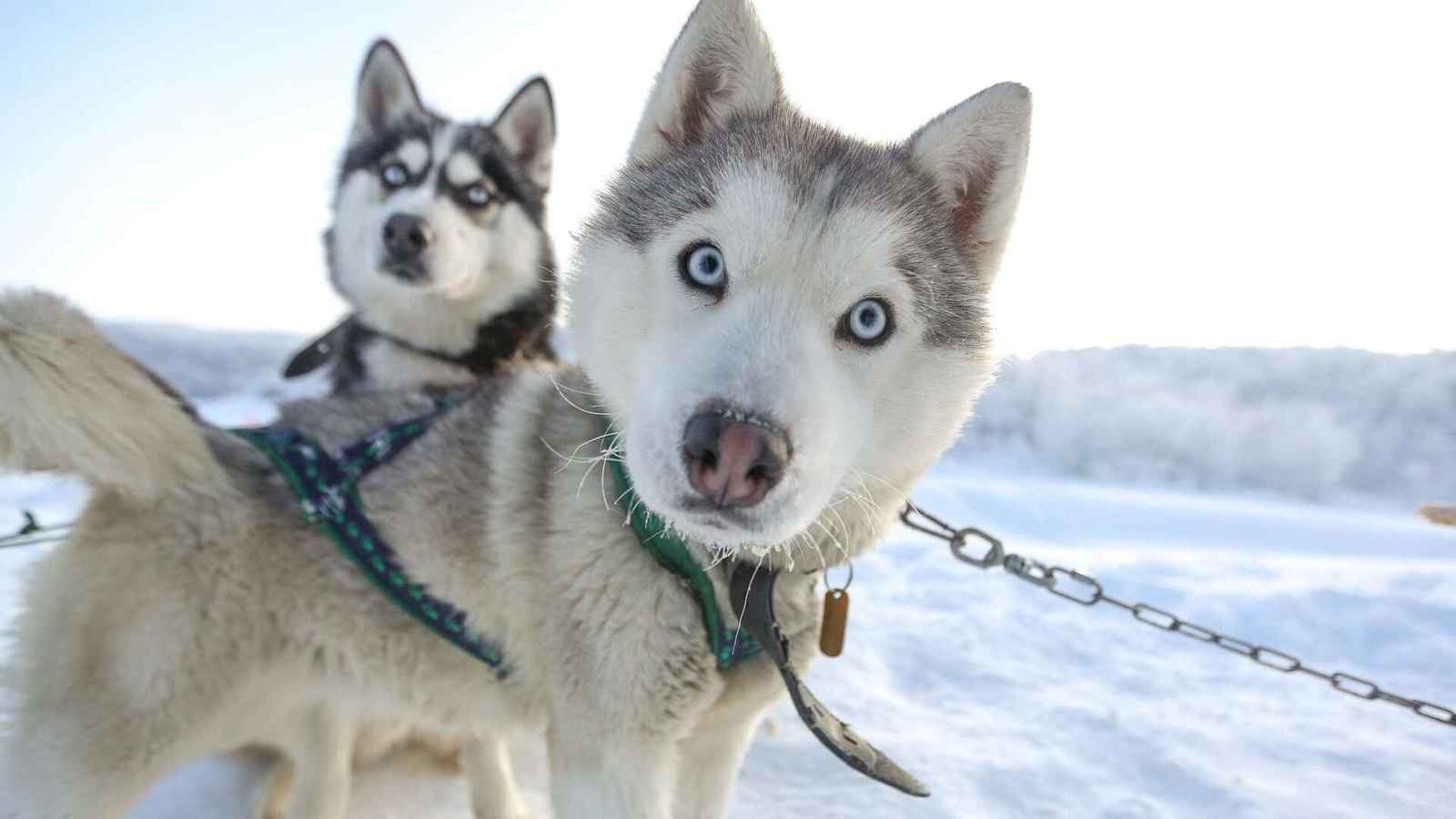 هل تستطيع الحيوانات التنبؤ بالطقس؟