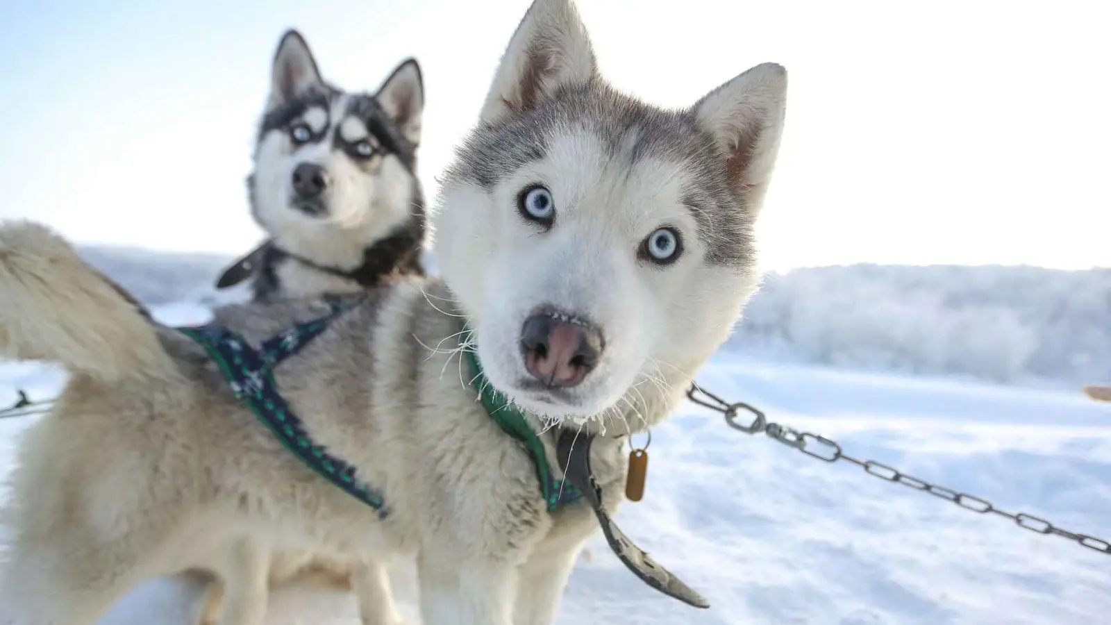 هل تستطيع الحيوانات التنبؤ بالطقس؟