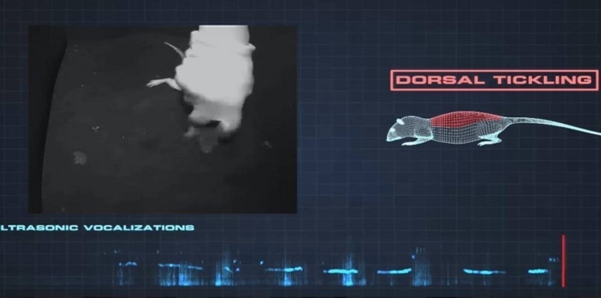 بالفيديو..الفئران تضحك وتقفز من شدة الفرح مثل البشر