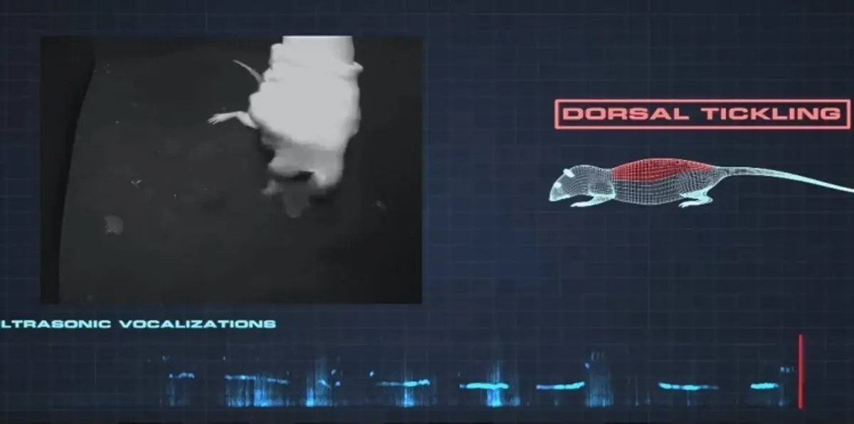 بالفيديو..الفئران تضحك وتقفز من شدة الفرح مثل البشر